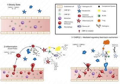 Frontiers Exploring The Immunomodulatory Moonlighting Activities Of